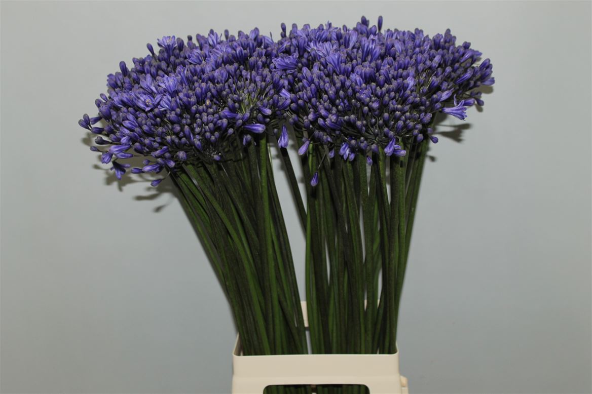 Agapanthus Intermedia