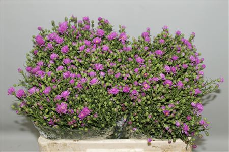 Aster Casarosa