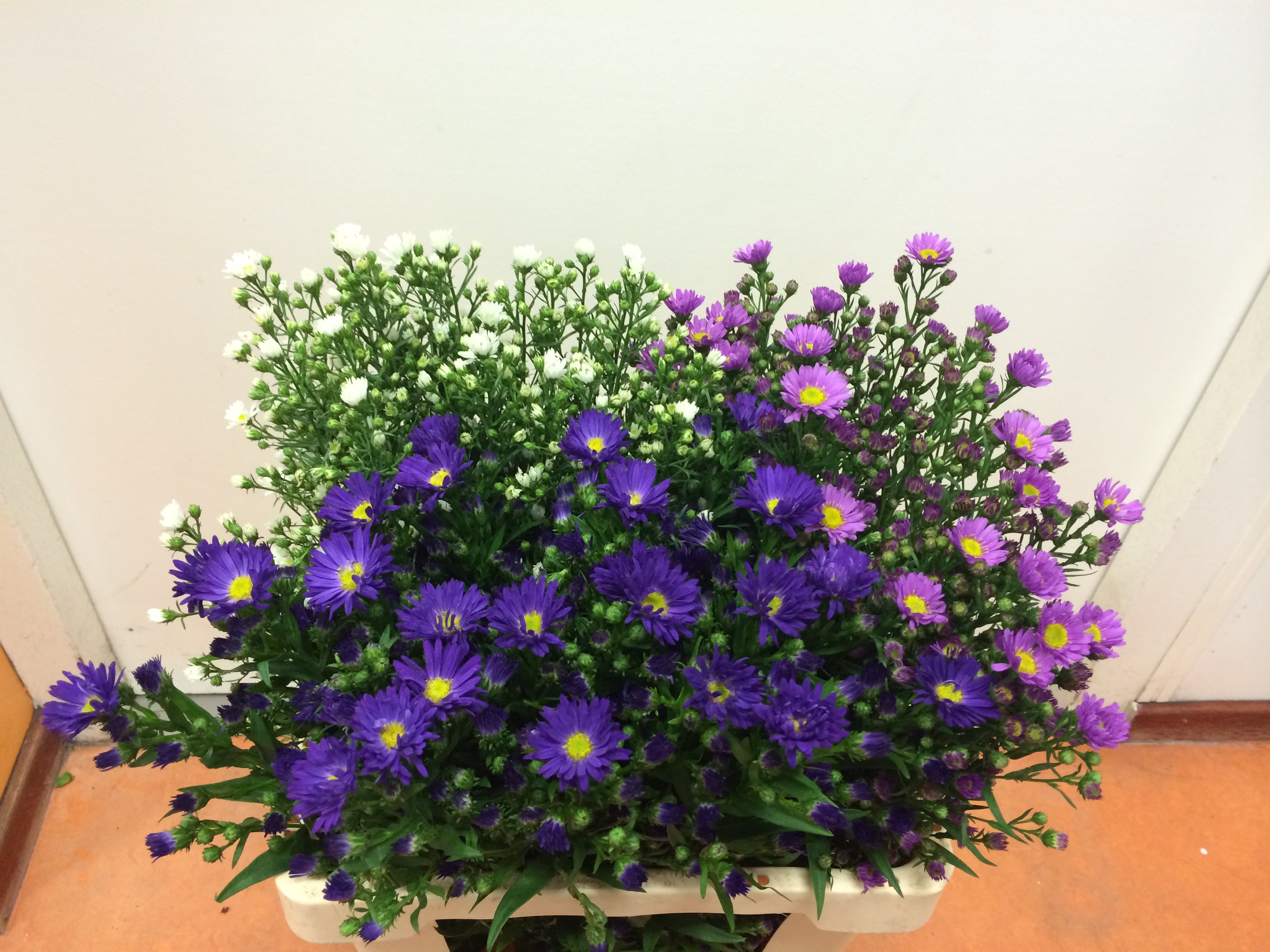 Aster Mix