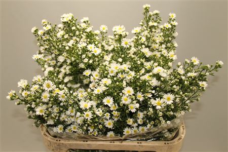 Aster Paquita
