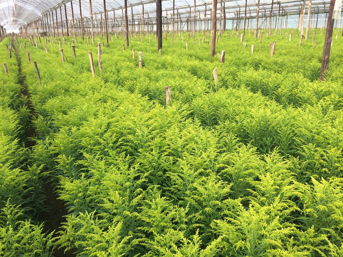 Gypsophila Million Star