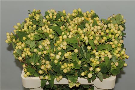 Hyp. M. Ivory