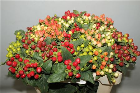 Hyp. M. Rainbow Mix