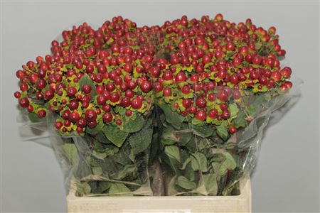 Hyp. M. Seasons