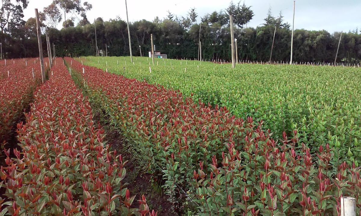 Hypericum mix 2