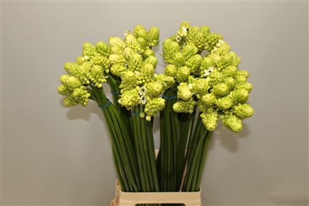 Orni. Saundersiae (Arabicum)